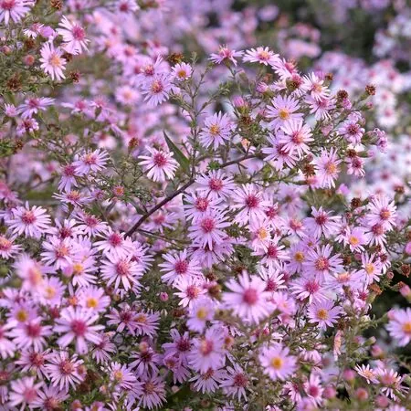 Symphyotrichum Coombe Fishacre 2