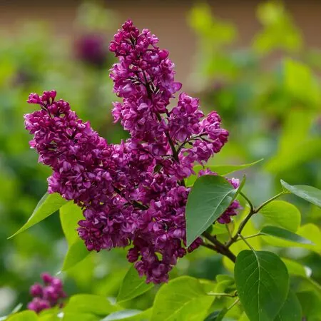 Syringa Charles Joly 1