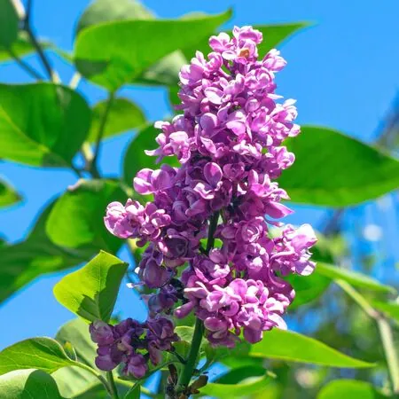 Syringa Charles Joly 2