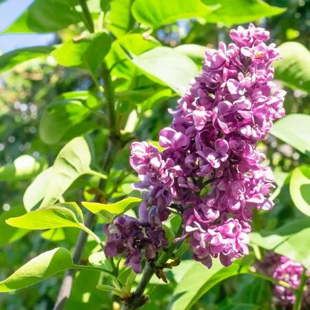 Syringa Charles Joly 3