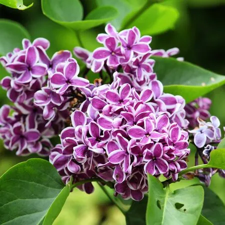 Syringa Sensation 1