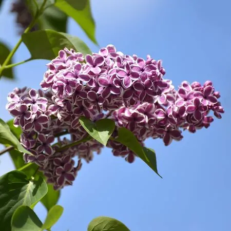 Syringa Sensation 3
