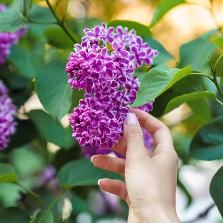 Syringa Sensation 4