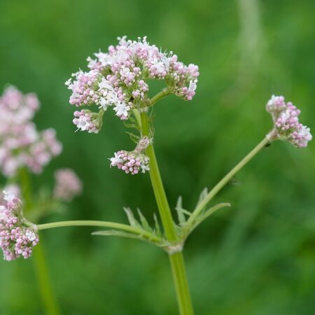 Valeriana officinalis 2