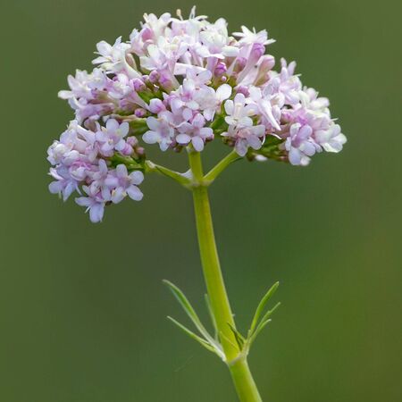 Valeriana officinalis 3