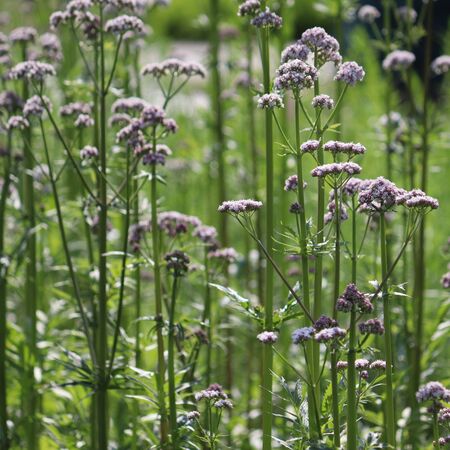 Valeriana officinalis 4
