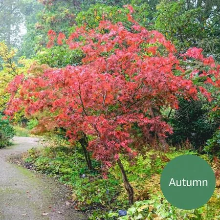 Acer p Sumi Nagashi 2