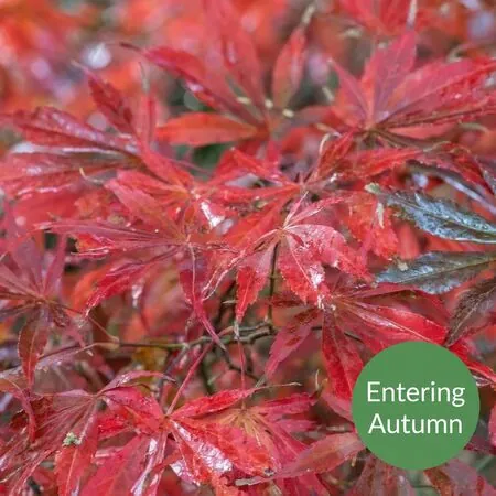 Acer p Sumi Nagashi 4