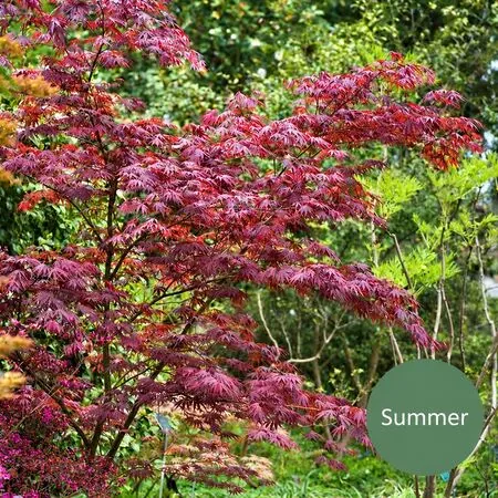 Acer p Sumi Nagashi 6