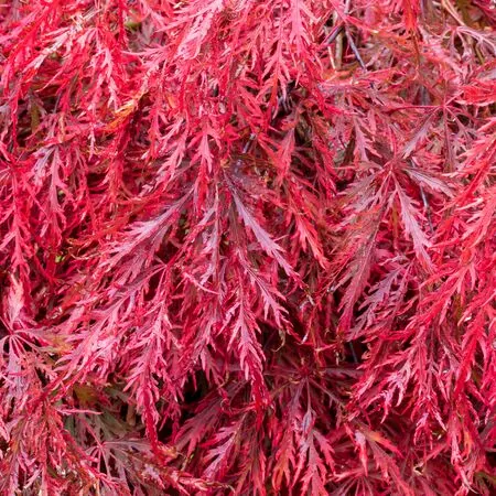 Acer p diss Garnet 2 AS