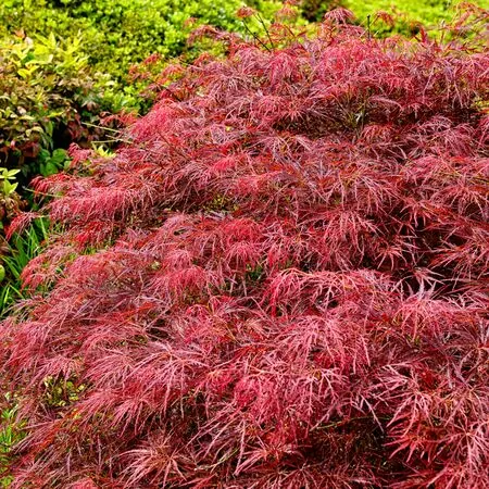 Acer p diss Garnet 3 AS