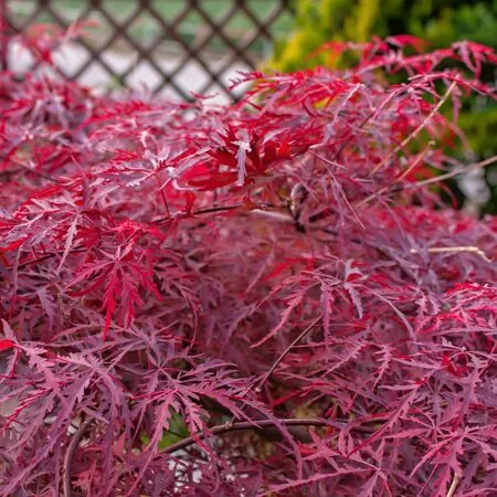 Acer p diss Garnet 6 AS