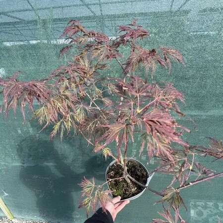 Acer p diss Garnet 8 OP