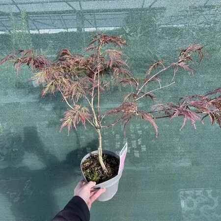 Acer p diss Garnet 9 OP