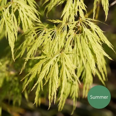 Acer p diss Viridis 1a Summer AS