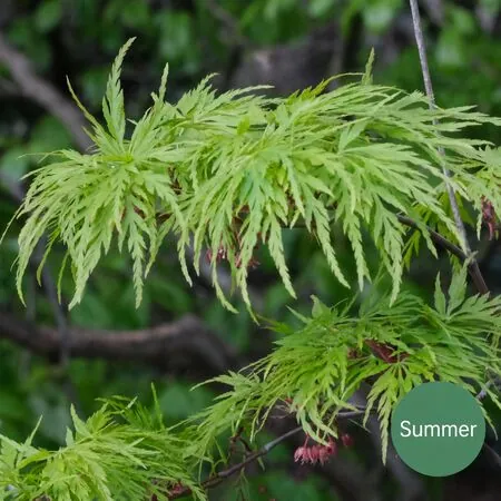Acer p diss Viridis 2a Summer AS
