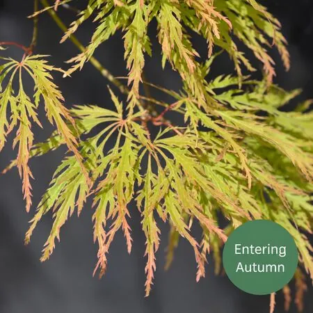 Acer p diss Viridis 4a Entering Autumn AS