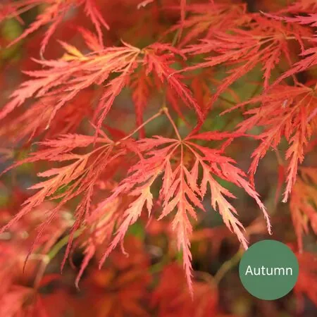 Acer p diss Viridis 5a Autumn AS