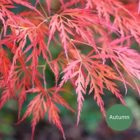 Acer p diss Viridis 6a Autumn AS
