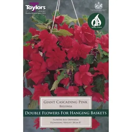 Begonia Giant Cascading Pink Taylors