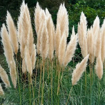 Cortaderia White Feather 1