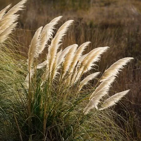 Cortaderia White Feather 4