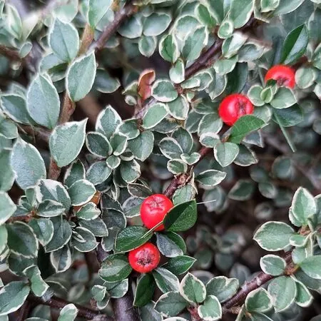 Cotoneaster Variegatus 1 AS