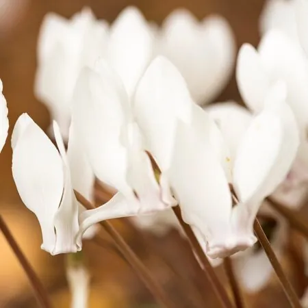 Cyclamen hederifolium White 2