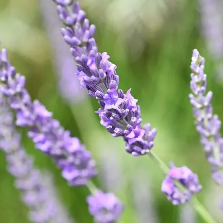 Lavender Grosso 5