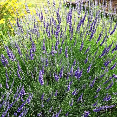 Lavender Grosso 6