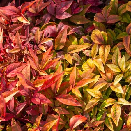 Nandina Blush Pink 2 AS