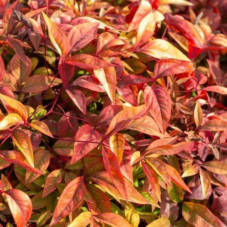Nandina Blush Pink 4 AS