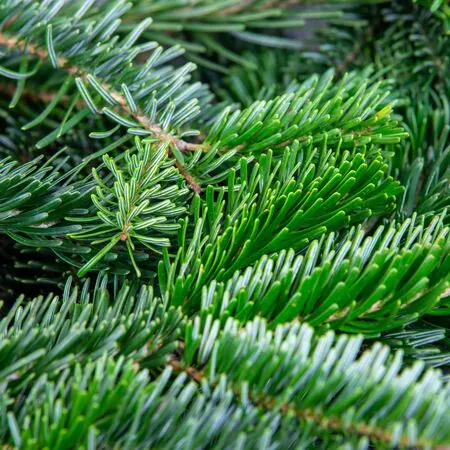 Nordmann Fir Foliage Close Up