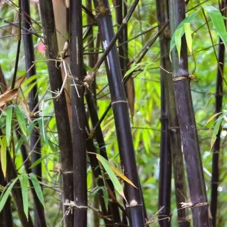 Phyllostachys Nigra 1