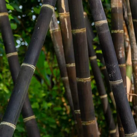 Phyllostachys Nigra 3