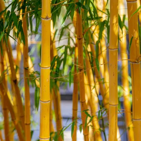 Phyllostachys aurea 1