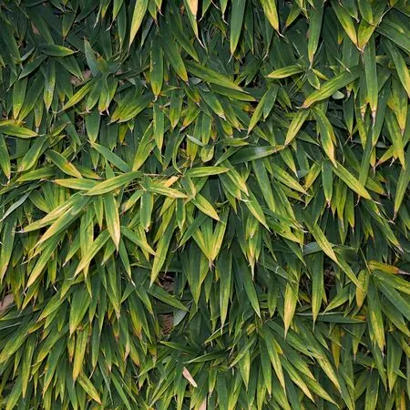 Phyllostachys aurea 4