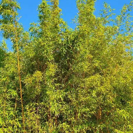 Phyllostachys aurea 5