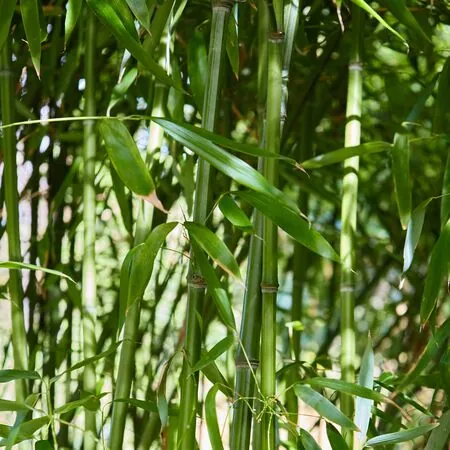 Phyllostachys aurea 8