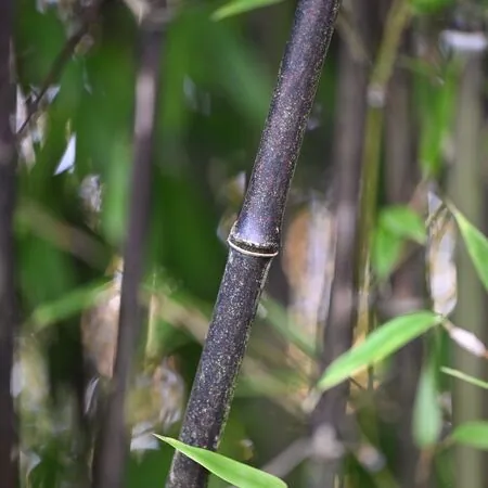 Phyllostachys Nigra 5