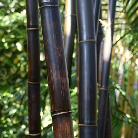 Phyllostachys Nigra 2