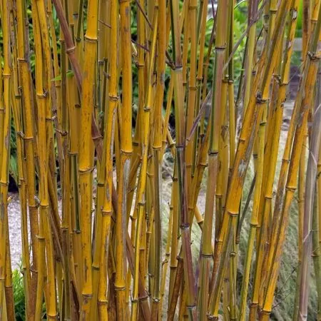 Phyllostachys spectabilis 3