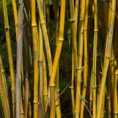 Phyllostachys spectabilis 2