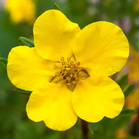 Potentilla Goldfinger 3 AS