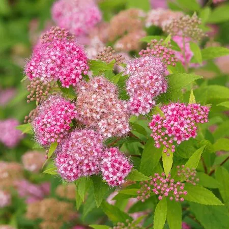 Spiraea Goldmound 1 AS