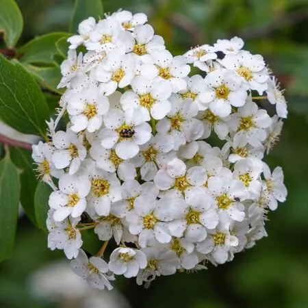 Spiraea Vanhouttei 1 AS