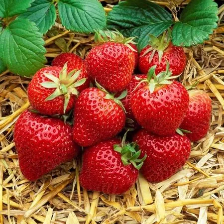 Strawberry Albion 2