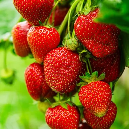Strawberry Cambridge Favourite 3