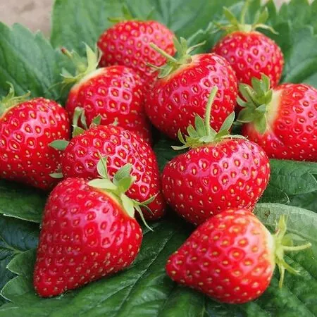 Strawberry Cambridge Favourite 4
