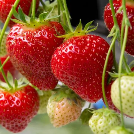 Strawberry Cambridge Favourite 5